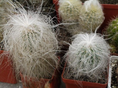 Эти два Старика, как уважительно называют Cephalocereus senilis<br />(старческий) на родине, являются самыми длинноволосыми хиппи в<br />семействе кактусовых :). Меньшее из представленных растений было<br />подарено мне Стивеном Брэком - владельцем американской фирмы Ме