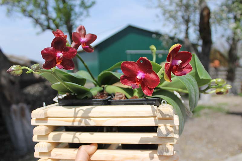 Phalaenopsis Gold Sun x LDS Bear King 'red'.jpg