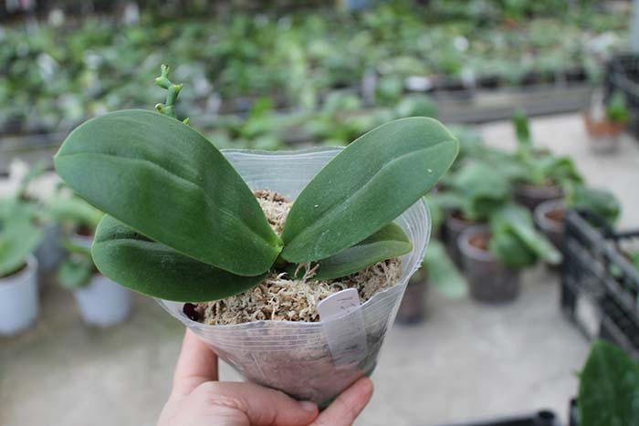 Phalaenopsis I-Hsin 'Spot Eagle'.jpg