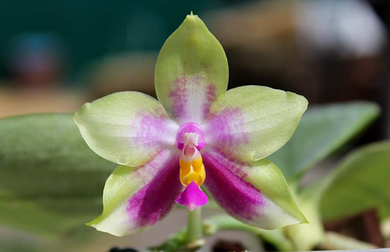 Phalaenopsis Ld's Bear Queen x Chang Mow Evergreen.jpg
