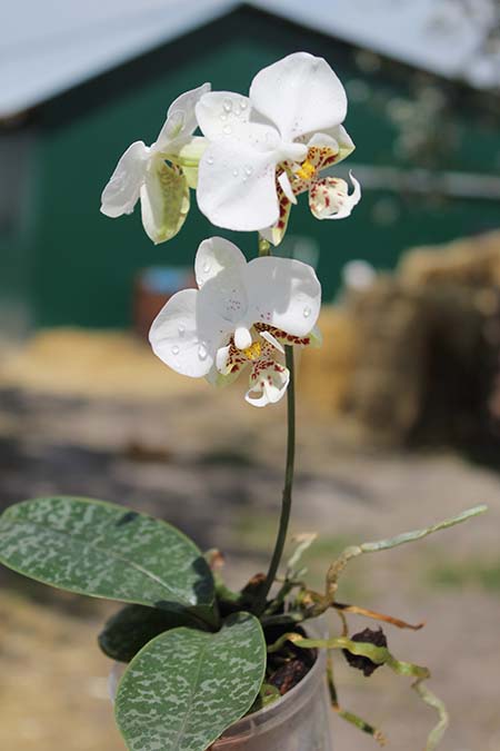 Phalaenopsis stuartiana.jpg