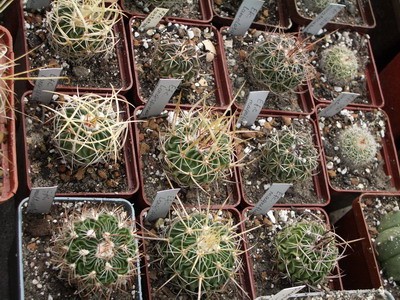 Группа эхинофоссулокактусов. Длинное, но очень логичное название,<br />означающее наличие множества мелких бороздок. Сейчас этот род<br />переименован в Stenocactus, но его красота, слава Богу, от этого не<br />зависит :).