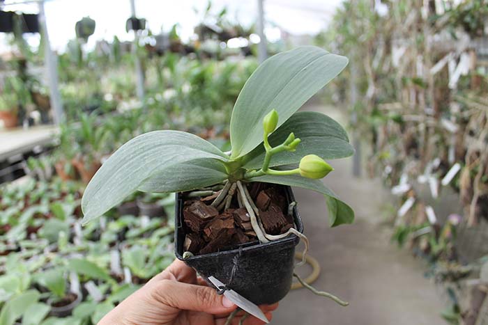 с одним цветоносом