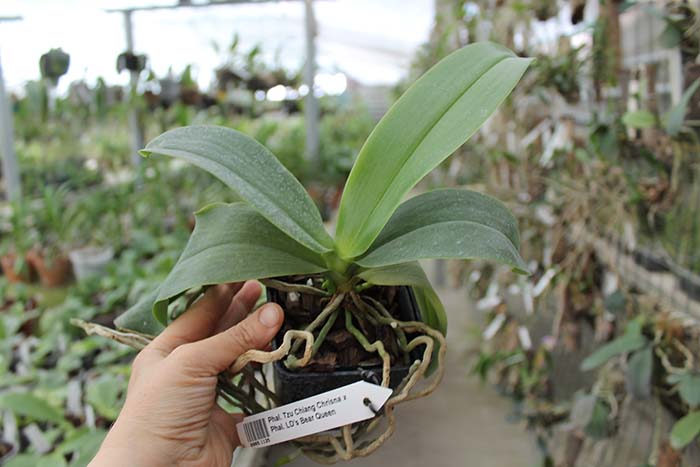 с двумя цветоносами