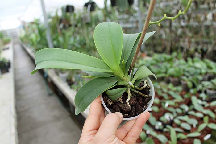 Doritaenopsis Purple Martin.jpg