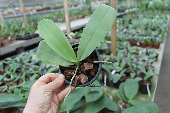 Phalaenopsis Ld's Bear King 'Red King' x Su-An Super Star.jpg