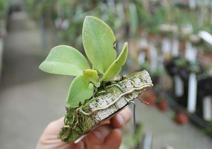 Trichocentrum pulchrum.jpg