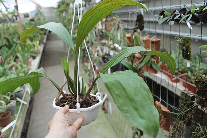 Coelogyne rochussenii.jpg