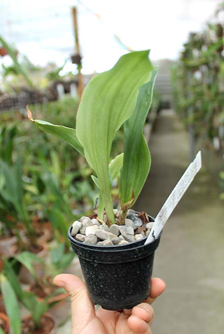 Schlimmia condorana.jpg