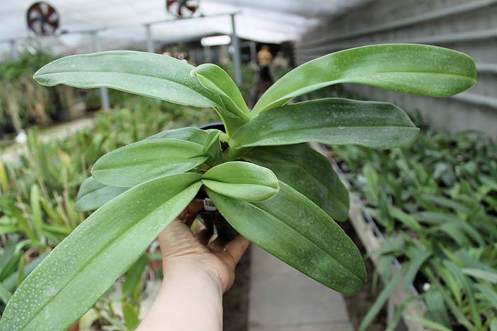 Paphiopedilum Sorcerer's Stone.jpg
