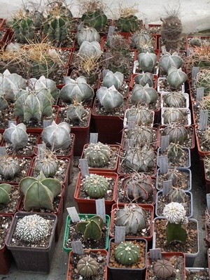 Astrohpytum - интереснейший род, как по своему немногочисленному,<br />но очень разноообразному видовому составу, так и по потенциально возможным<br />культиварам, которыми японцы не перестают нас поражать.