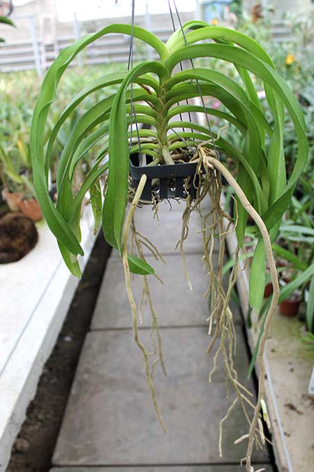 Vanda denisoniana x Rhynchostylis coelestis.jpg