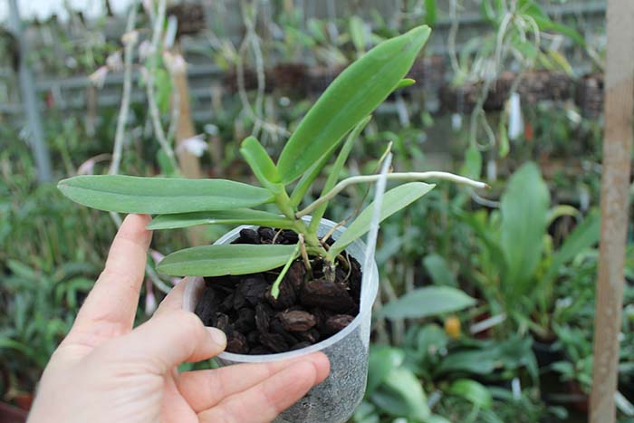 Thrixspermum leucarachne.jpg