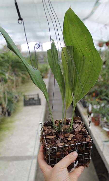 Stanhopea connata.jpg