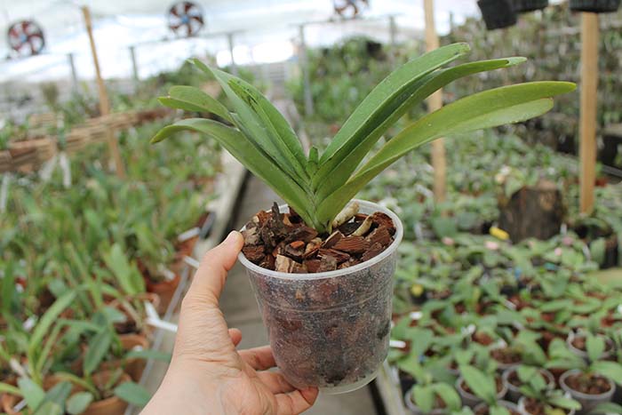 Rhynchorides Bangkok Sunset.jpg