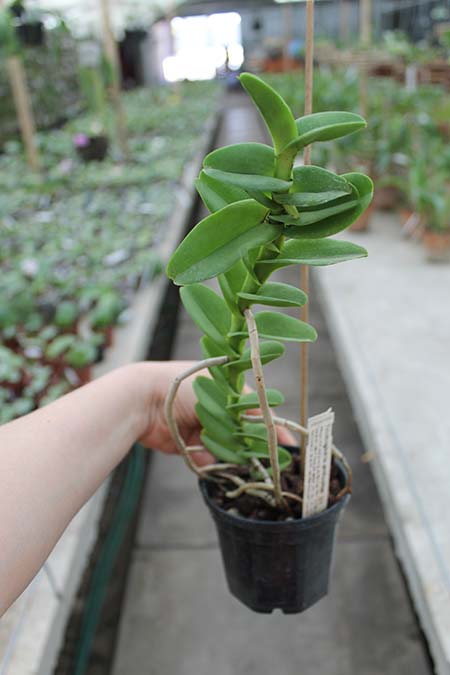 Trichoglottis philippinensis.jpg