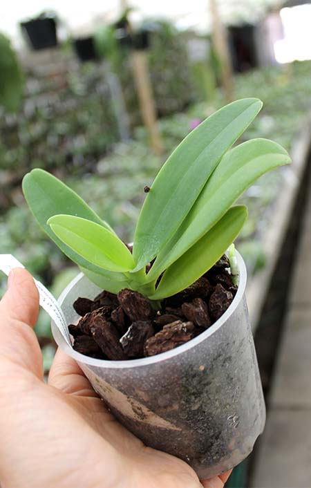 Hygrochilus parishii.jpg