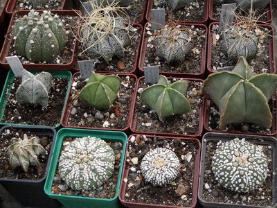 На переднем плане пример такой селекции - культивар Ast. asterias<br />cv. Superkabuto с гораздо более густым крапом.