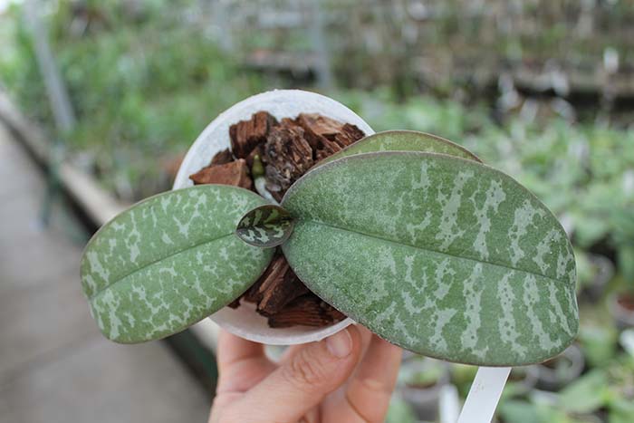 Phalaenopsis Little Dragon (stuartiana x celebensis).jpg