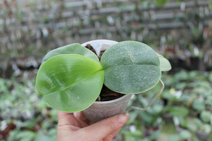 Phalaenopsis Yaphon Red Jewel x Ld's Bear Queen.jpg