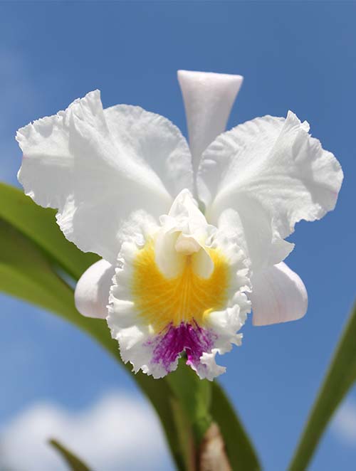 Cattleya schroederae.jpg