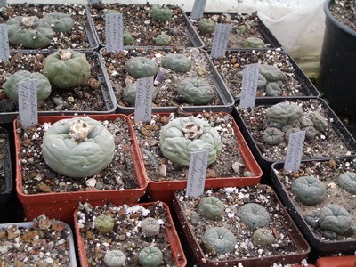 Род Lophophora (знаменитый, описанный Кастанедой пейотль :))<br />крупным планом. После зимовки многие растения сморщиваются, но это<br />скоро пройдет.