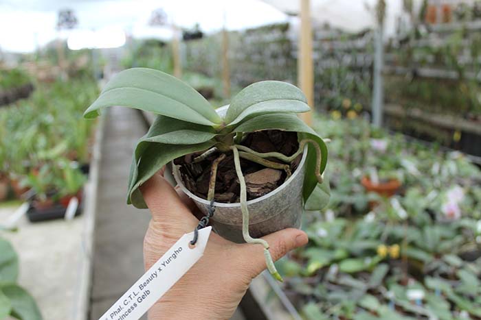 Phalaenopsis CTL Beauty x Yungho Princess Gelb.jpg