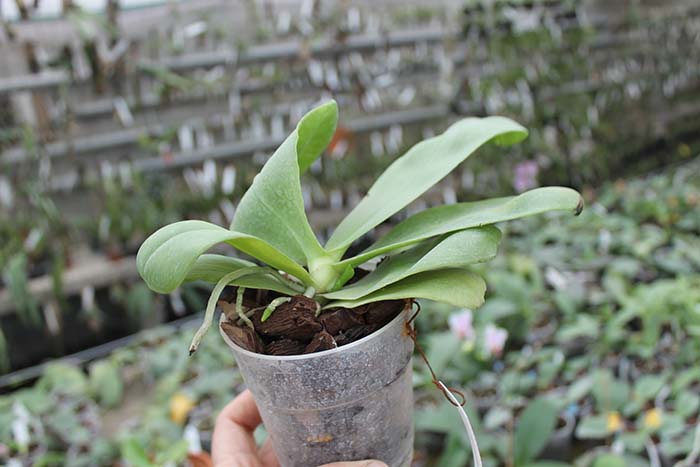 Phalaenopsis bellina '#20' x Joshua Irwin Ginsberg 'Su Weay'.jpg