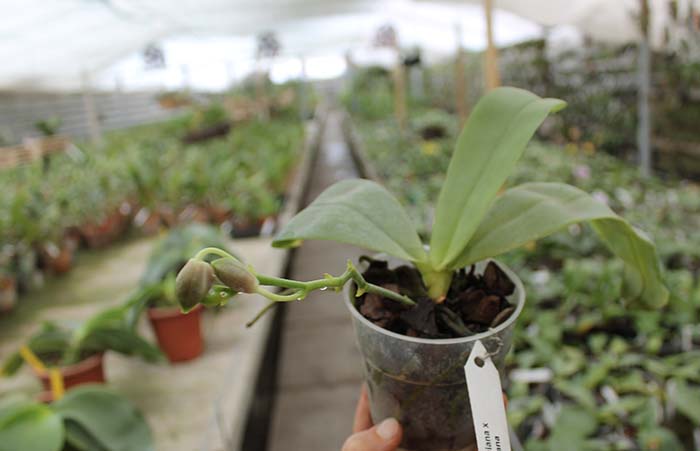 Phalaenopsis corningiana x lueddemanniana.jpg