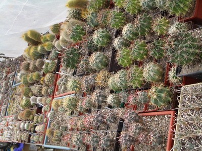 Ферокактусы и виднеющиеся за ними нотокактусы. Хотя сейчас в<br />нотокактусы входят и эриокактусы и бразиликактусы... Я консерватор, я<br />не согласна :).