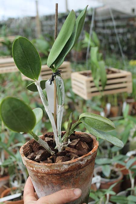 Cattleya violacea 'Icabaru' x 'Lea'.jpg