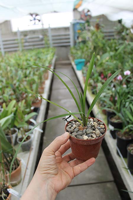 Cymbidium Via Avanti 'Harlequin'.jpg