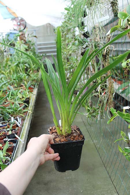 Cymbidium Green Valley Emerald 'Three Lip'.jpg