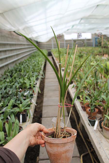 Brassocattleya Amethyst.jpg