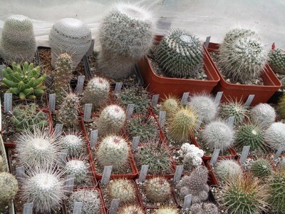 Группа маммиллярий. Чем разнообразнее рядом стоящие растения, тем<br />красивее.