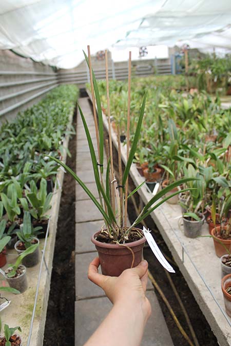 Brassavola David Sander.jpg