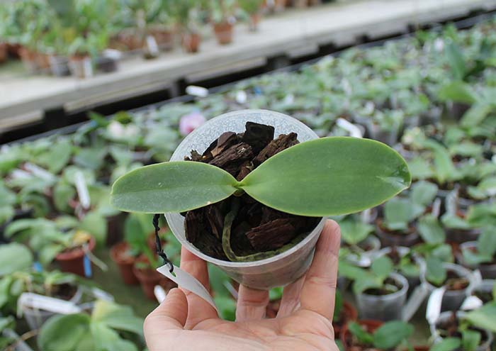 Phalaenopsis Natasha.jpg