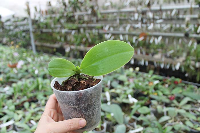 Phalaenopsis pulchra.jpg