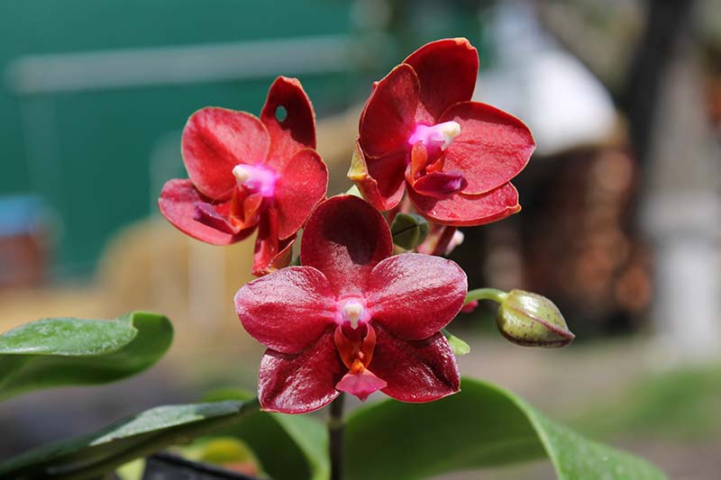 Phalaenopsis Gold Sun x LDS Bear King 'red'.jpg