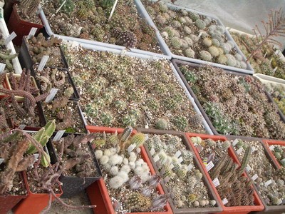 Общие плошки с сеянцами. По левому борту видно немного<br />ластовневых. Справа торчит вездесущий бриофиллюм :).