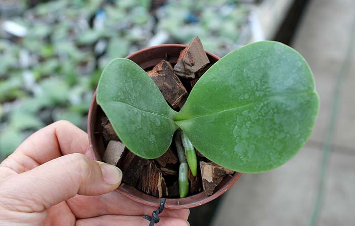 Phalaenopsis AL Sun Hannover Red.jpg