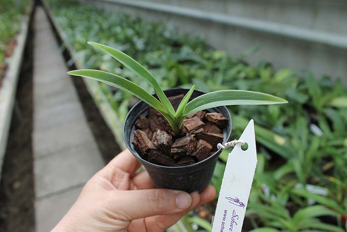 Phragmipedium caudatum x fischeri.jpg