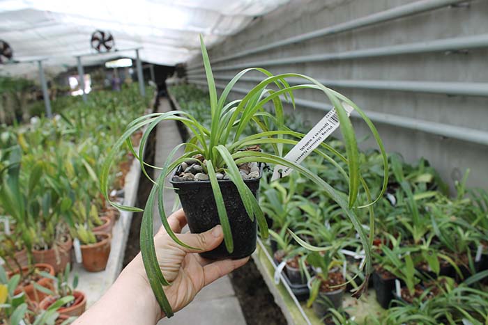 Phragmipedium Memoria Garren Weaver.jpg