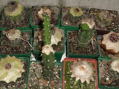 Мои эксперименты по прививке юбельманий.