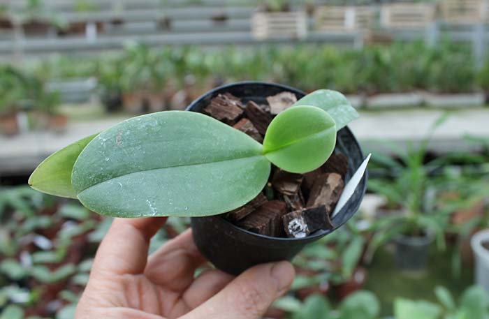 Phalaenopsis Samera x gigantea.jpg