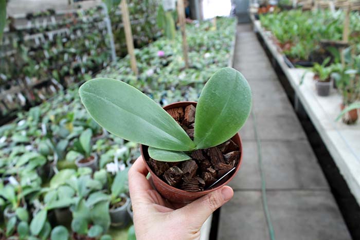 Phalaenopsis gigantea x Yaphon Sir.jpg