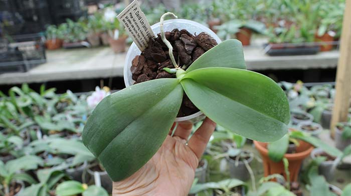 Phalaenopsis David Lim.jpg