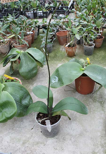 Phalaenopsis x amphitrite.jpg