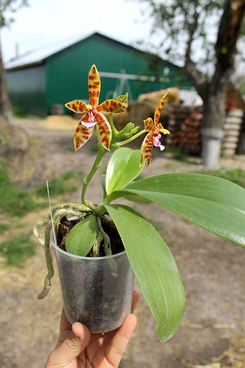 Phalaenopsis Little Leopard (mariae x cornu-cervi).jpg