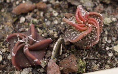 Разновидности астрофитумов после сухой зимовки. Когда они нальются,<br />ребра будут уже не настолько закручены - ловим момент :).